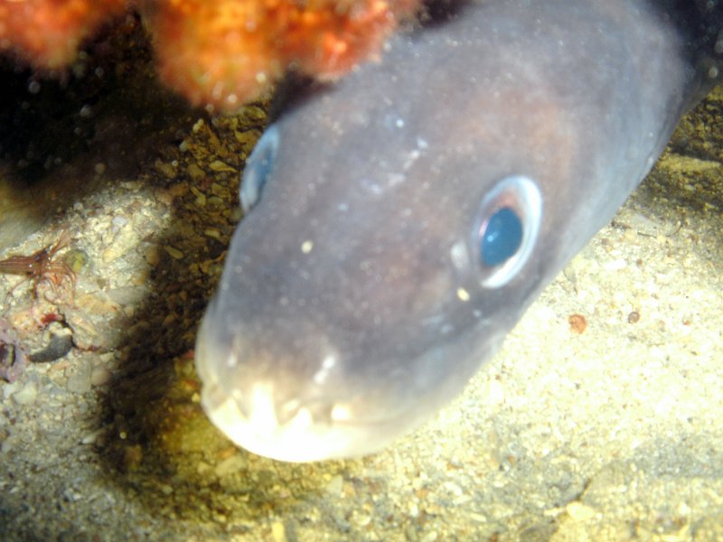 2012-09-12 14-12-11 Ludo.jpg